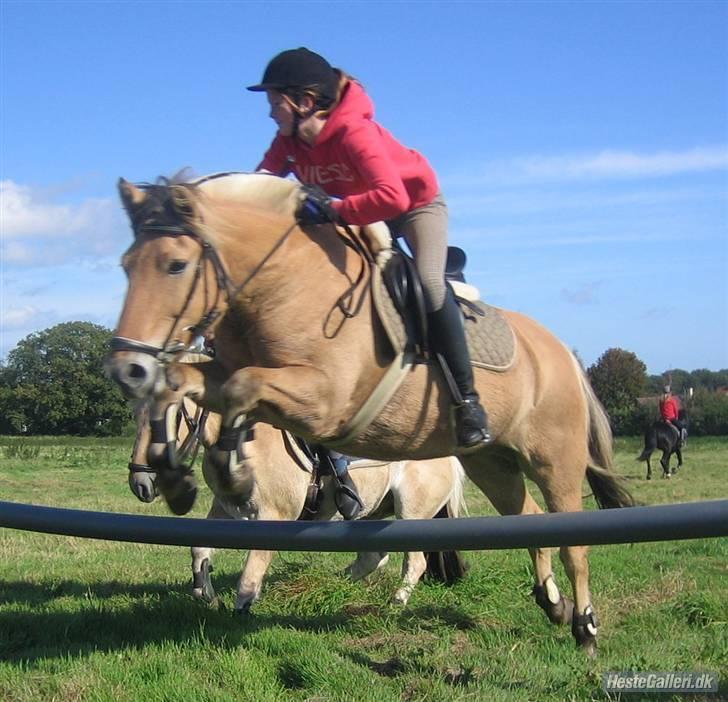 Fjordhest Charlie <3  - -> mig, charlie, Filur & ditte bagved til mini-jagt hos Camilla <333  haha det skulle ha været parspring:/ <3 billede 4