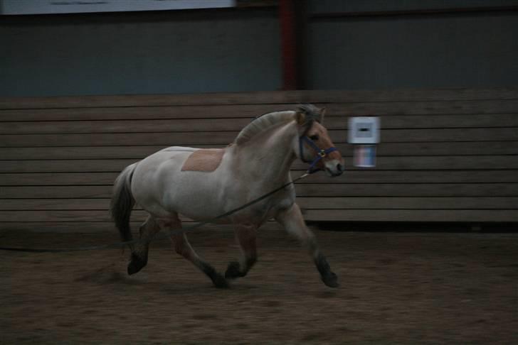 Fjordhest Charlie <3  - foto: Jacqueline Tversted- Tusind tak (: billede 6