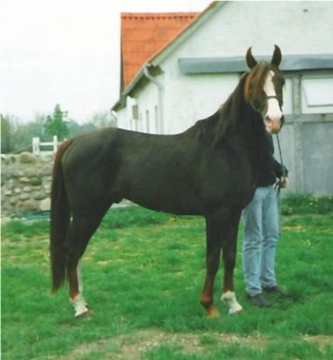 Anden særlig race Mistral billede 1