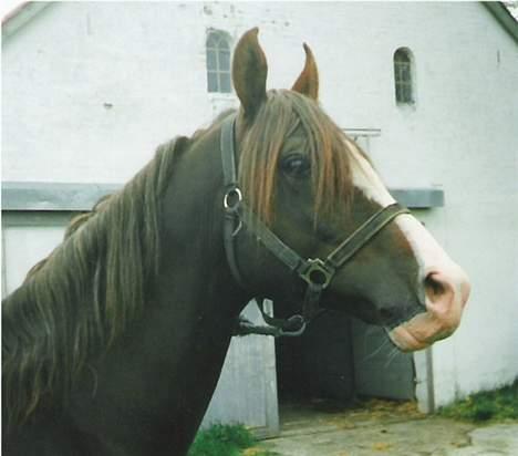 Anden særlig race Mistral billede 2