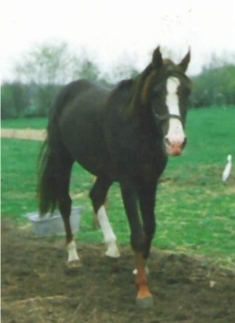 Anden særlig race Mistral billede 4