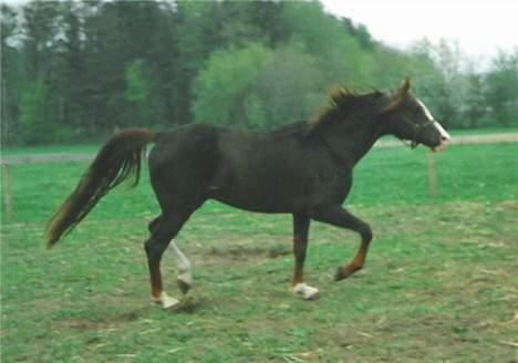 Anden særlig race Mistral billede 5