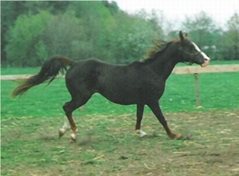 Anden særlig race Mistral billede 6