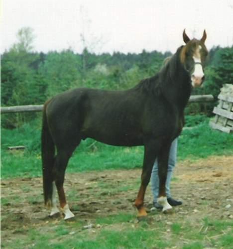 Anden særlig race Mistral billede 7