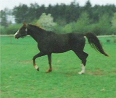 Anden særlig race Mistral billede 8