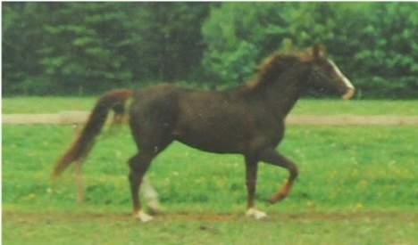 Anden særlig race Mistral billede 10