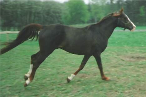 Anden særlig race Mistral billede 11