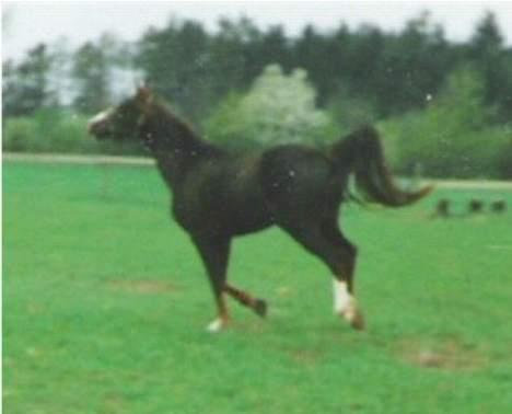 Anden særlig race Mistral billede 12