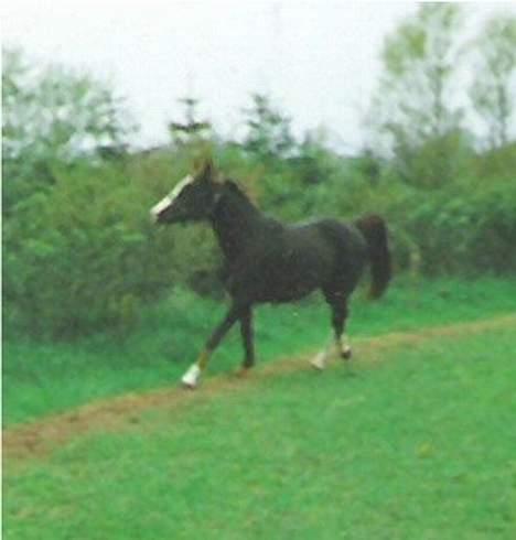 Anden særlig race Mistral billede 13