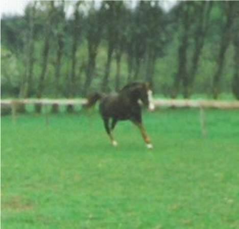 Anden særlig race Mistral billede 14