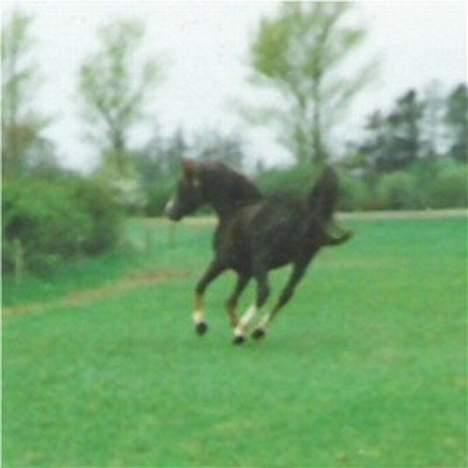 Anden særlig race Mistral billede 15