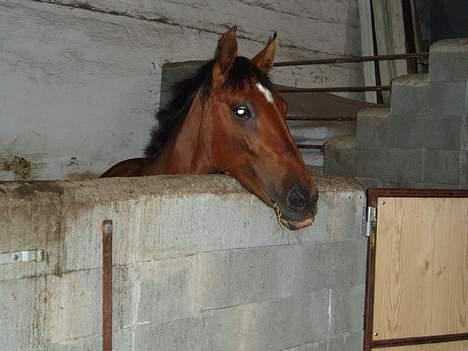 Oldenborg Sille - Det er godt og få noget mad. billede 12