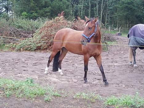 Oldenborg Sille - Øv. Ser jeg godt ud nu. billede 13