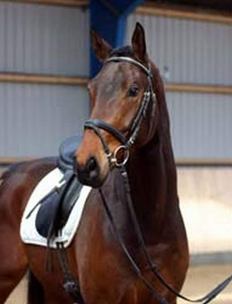 Tysk Oldenburger Don Armani billede 3