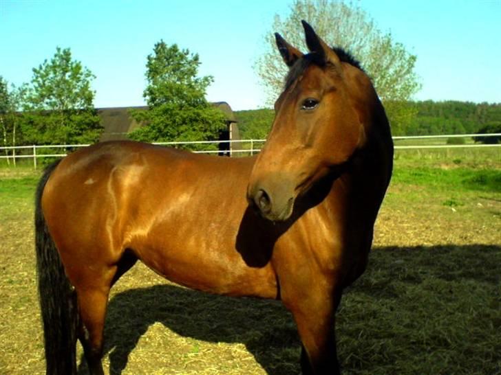 Anden særlig race »Rasmine af Krægpøth« DØD - 1 l 7. juni, søde Rasmine´muss billede 1