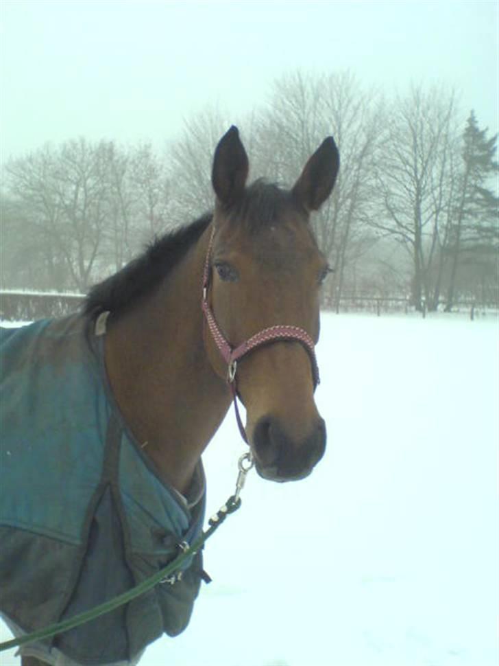 Anden særlig race »Rasmine af Krægpøth« DØD - 5 l HotteLotte lege modelhest ? billede 5