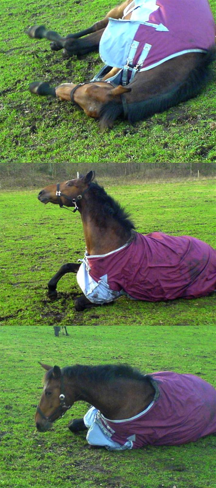 Anden særlig race »Rasmine af Krægpøth« DØD - 6 l Skønheden tager sig et mudderbad - med sin nye jakke . hmm . 13/1 07  billede 6