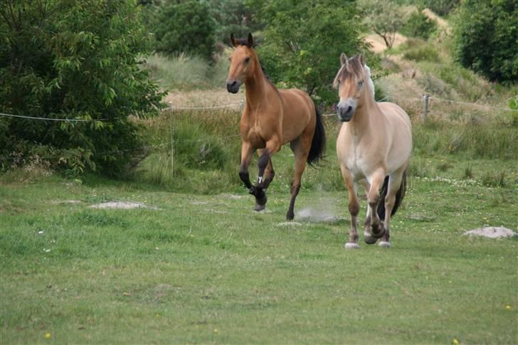 Anden særlig race Prince Charming  - charming og truppa.... billede 2