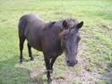 Anden særlig race Dixie savnet (RIP) :'(