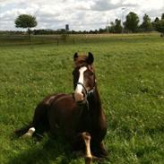 New Forest Lundemarkgårds Dos Mil