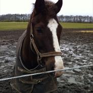 New Forest Lundemarkgårds Dos Mil