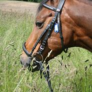 Welsh Cob (sec D) Ciska*prinsessen* [Red]