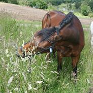 Welsh Cob (sec D) Ciska*prinsessen* [Red]