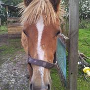 Anden særlig race Lecoco (Himmelhest)