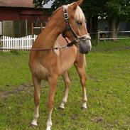 Anden særlig race Cavallo Fortonato