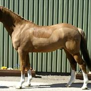 Tysk Sportspony Welcome Williams