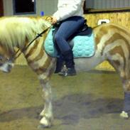 Haflinger Stella - [part]