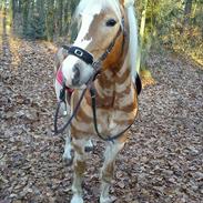 Haflinger Stella - [part]