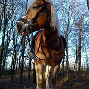 Haflinger Stella - [part]