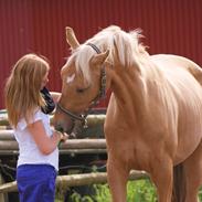 Palomino Guldhyppen Disalica :-I 