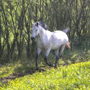 Arabisk fuldblod (OX) CA Kemt ox