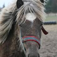 Islænder Aprilja Fra Vestmose
