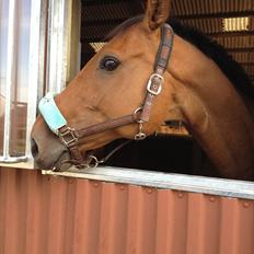 Anden særlig race † Indicano La Strada (indy) R.I.P†