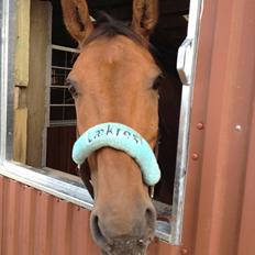 Anden særlig race † Indicano La Strada (indy) R.I.P†