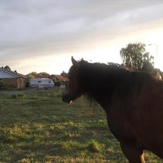 Connemara Baltazar The Superstar