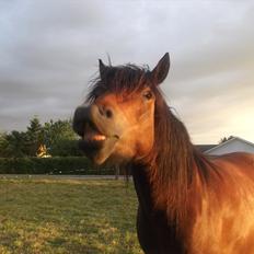 Connemara Baltazar The Superstar