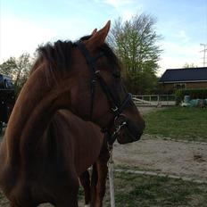 Traver Napoleon The Great