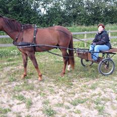 Traver Napoleon The Great