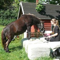 Shetlænder Ravnsagergaards Musse (Mulle) <3
