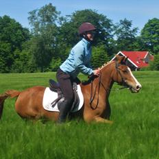 Belgisk Sportspony Winny [Solgt]