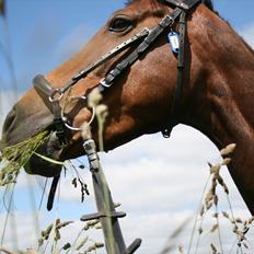 Welsh Cob (sec D) Ciska*prinsessen* [Red]