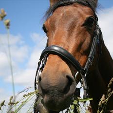 Welsh Cob (sec D) Ciska*prinsessen* [Red]