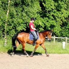 Hollandsk Sportspony Lykkebjerggård's Regal (SOLGT)