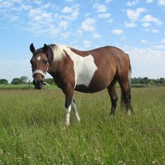 Pinto Kærgaards Couler Lady