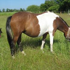 Pinto Kærgaards Couler Lady