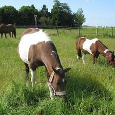 Pinto Kærgaards Couler Lady